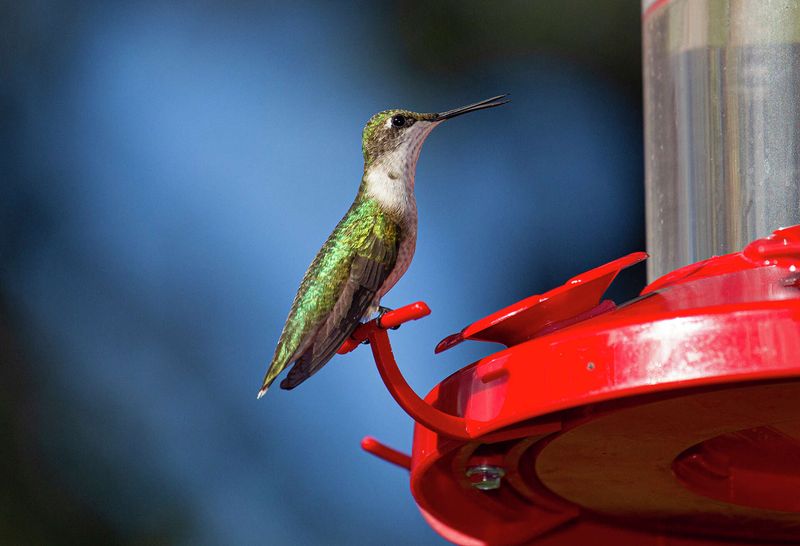 Keep Feeders Up While Fall Travelers Are Still Passing Through