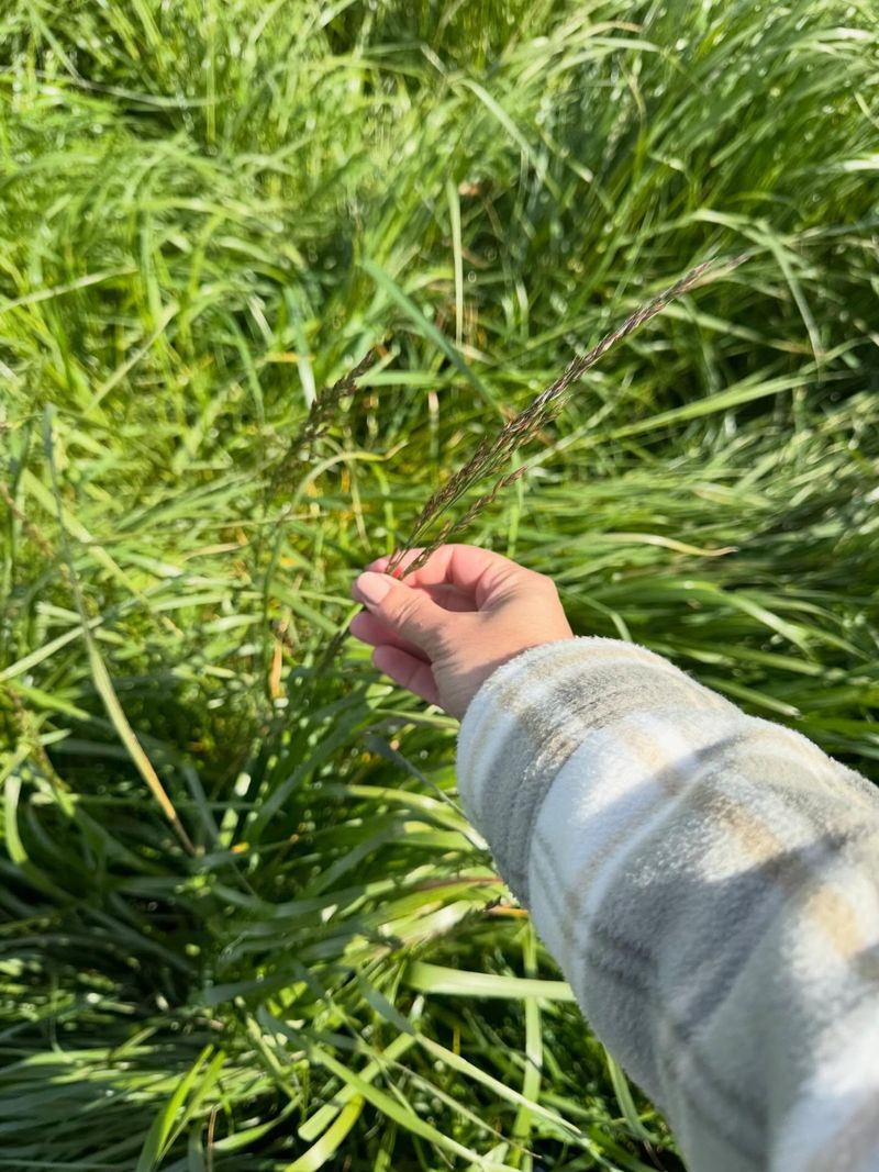 Keep Fescue Growing While Cool Weather Helps It Thicken Keep Fescue Growing While Cool Weather Helps It Thicken