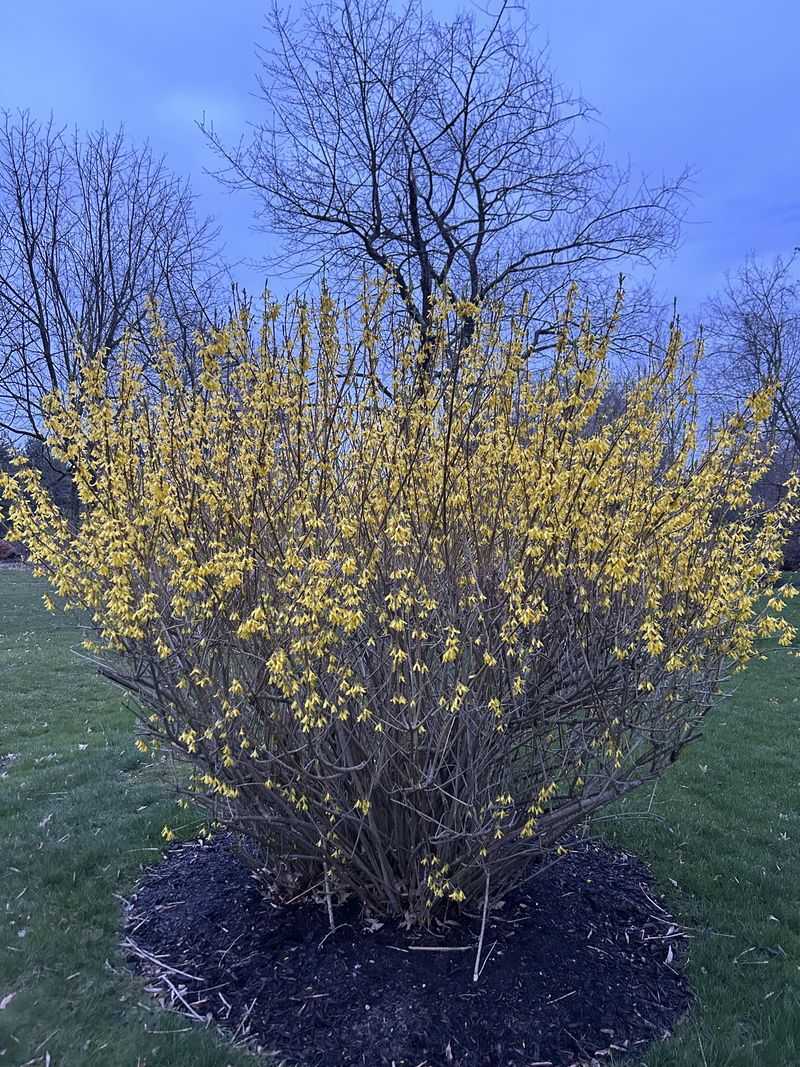Keep Forsythia Untouched Until Flowering Ends