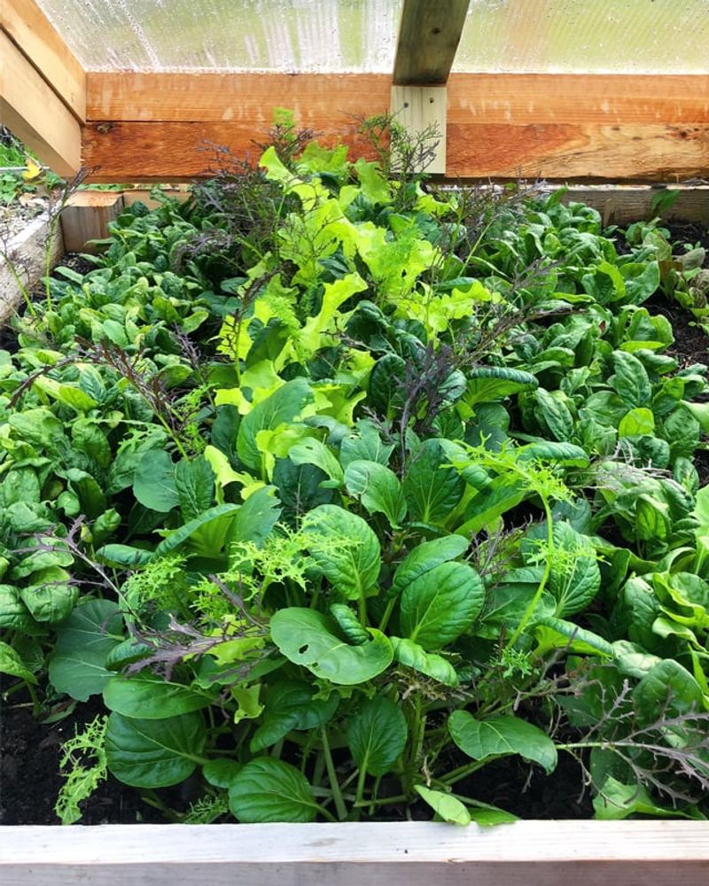 Keep Fresh Greens Growing Into Fall