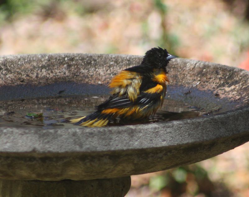 Keep Fresh Water Available In A Shallow Birdbath