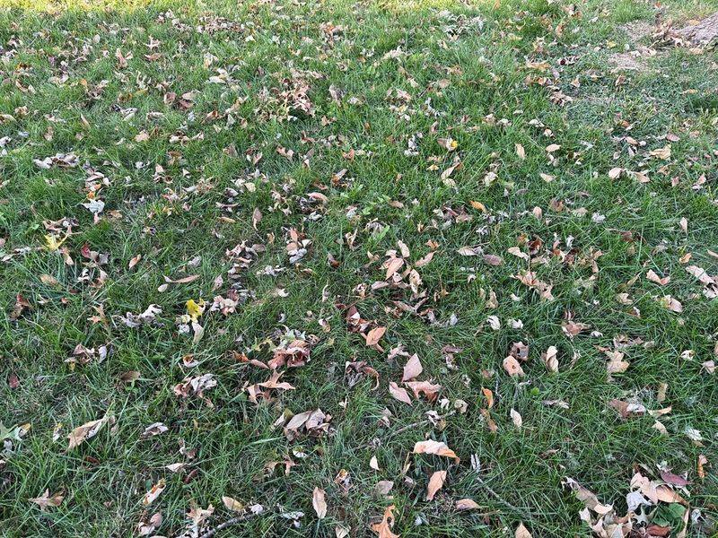 Keep Grass Visible Through The Leaf Layer Keep Grass Visible Through The Leaf Layer