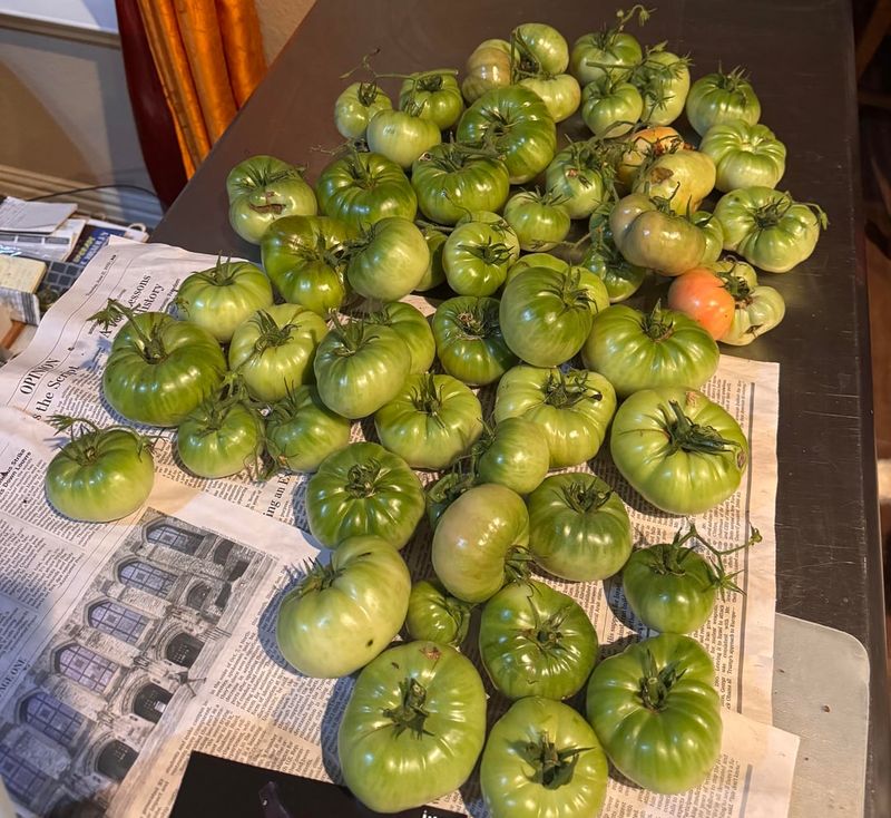 Keep Green Tomatoes Warm And Dry Keep Green Tomatoes Warm And Dry