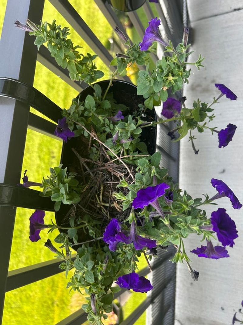 Keep Hanging Baskets Bird-Friendly Keep Hanging Baskets Bird-Friendly