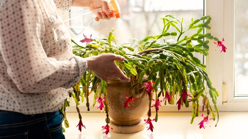 Keep Heat Vents Away From Developing Buds Keep Heat Vents Away From Developing Buds