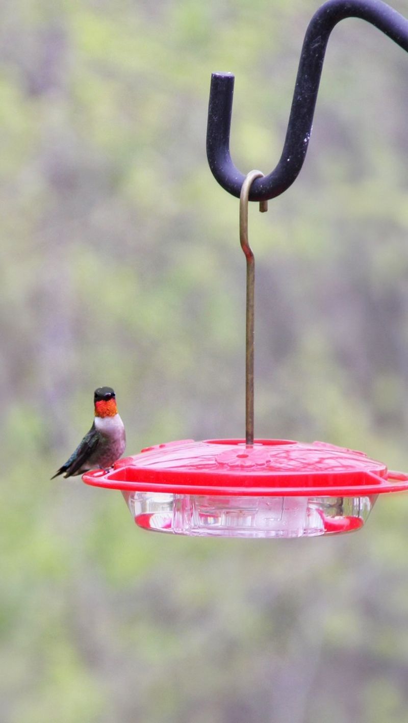 Keep Hummingbird Nectar Fresh
