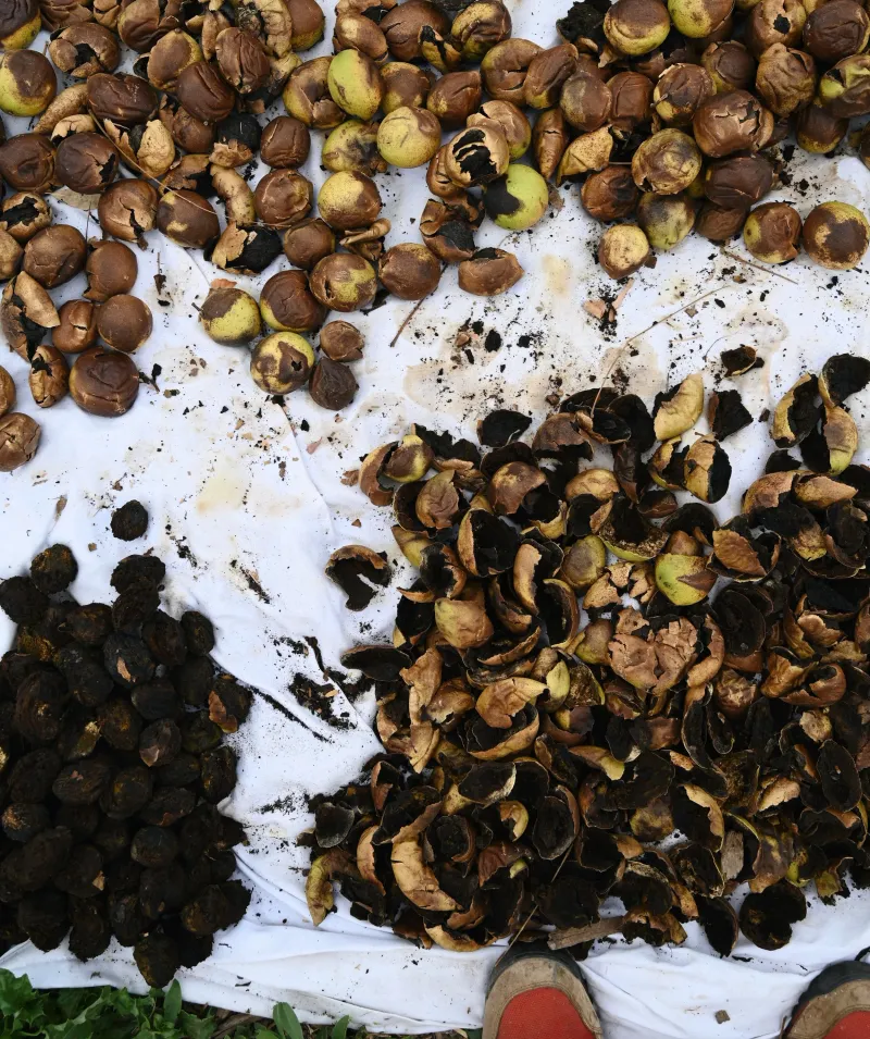 Keep Husks Away From Tender Garden Beds