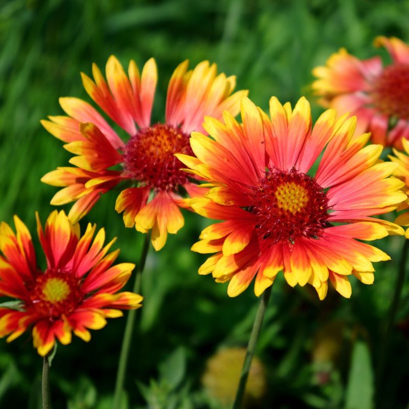 Keep Indian Blanket Thriving Through Spring