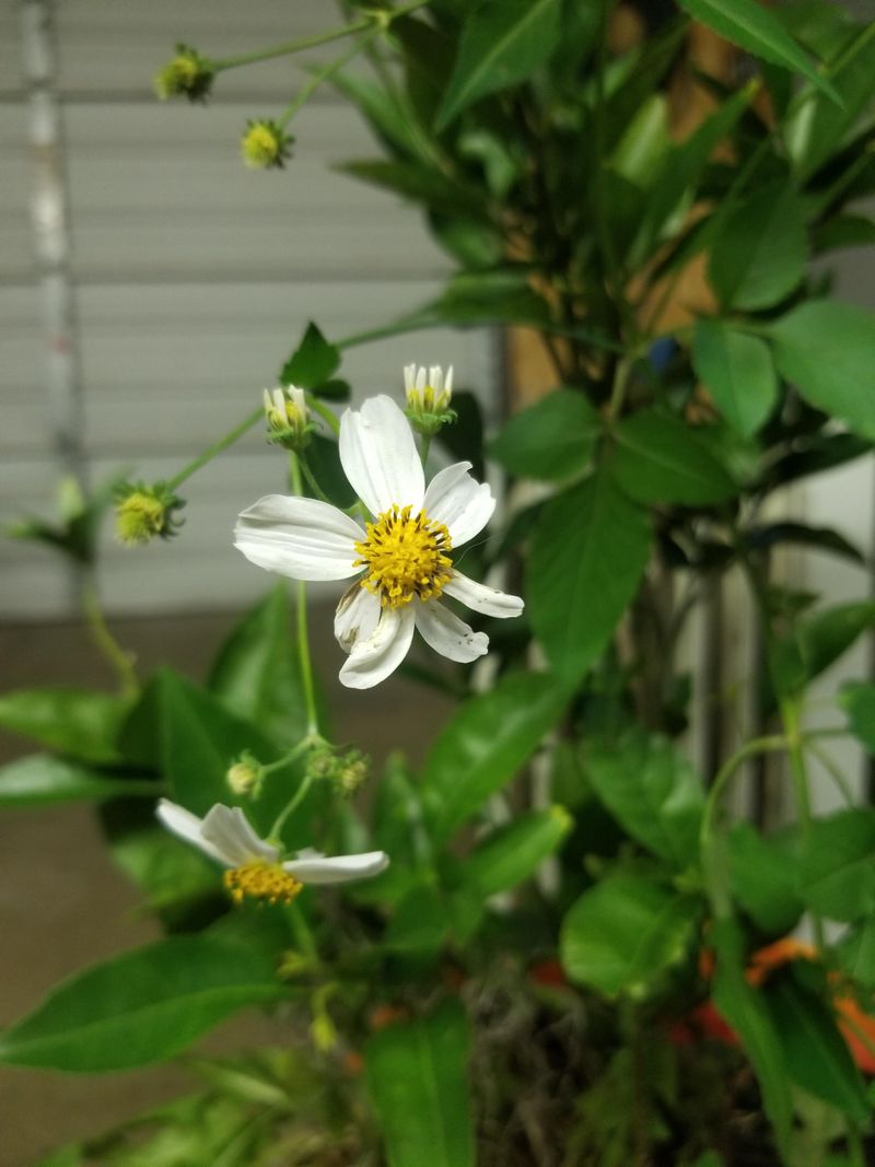 Keep It From Taking Over Your Yard