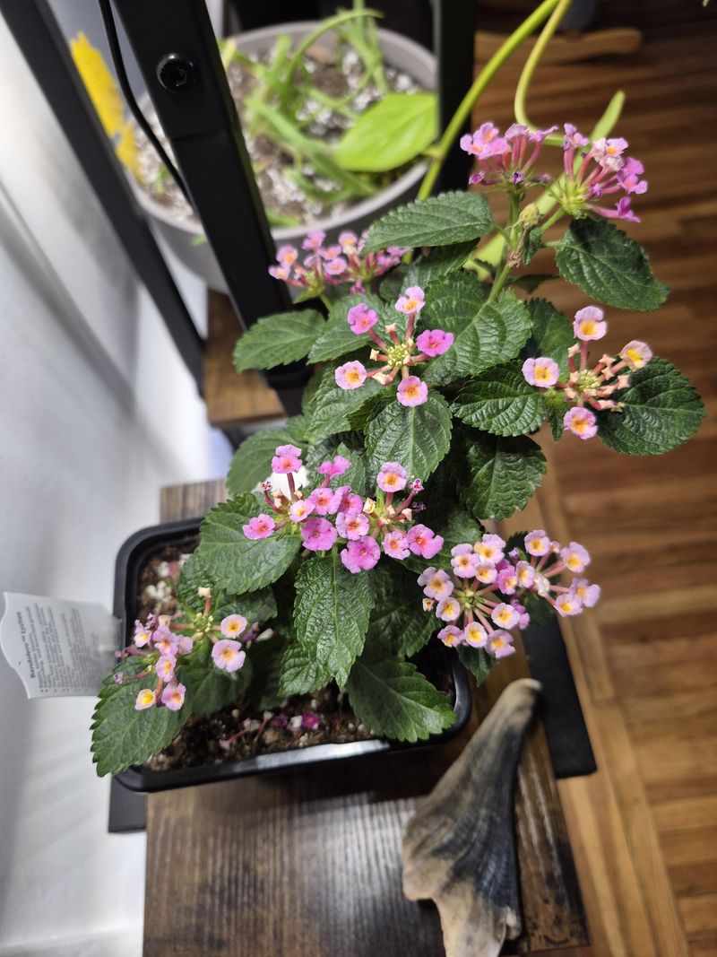 Keep Lantana Away From Cold Drafts Keep Lantana Away From Cold Drafts