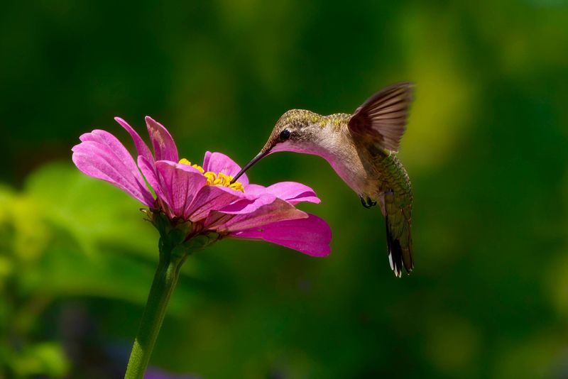 Keep Late Blooming Flowers Available Longer Keep Late Blooming Flowers Available Longer