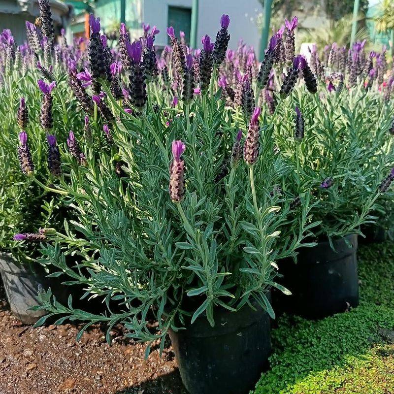 Keep Lavender Growing In The Right Conditions Keep Lavender Growing In The Right Conditions