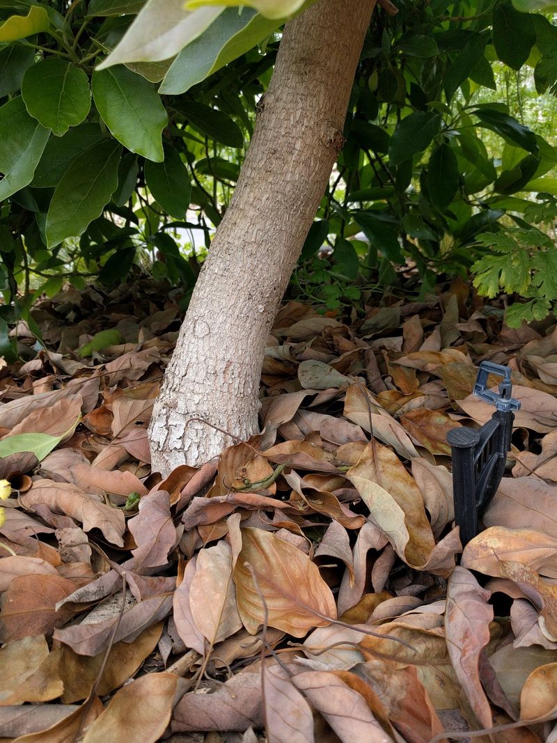 Keep Leaves Away From Plant Crowns And Stems