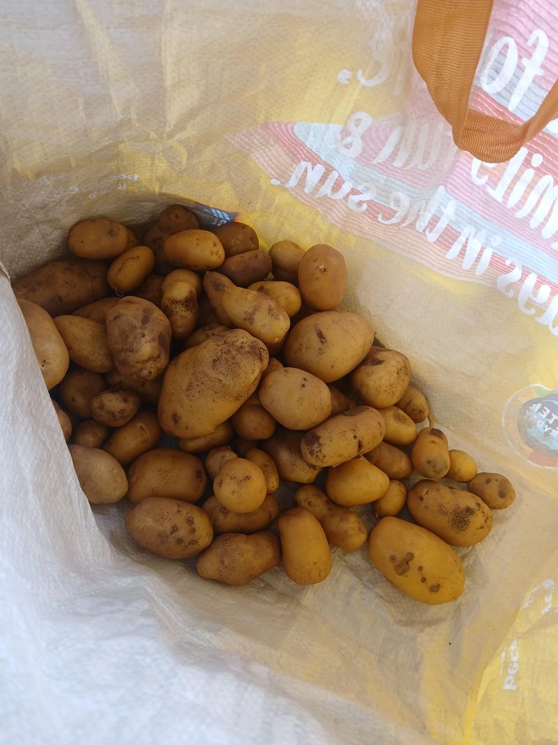 Keep Light Away From Stored Tubers Keep Light Away From Stored Tubers