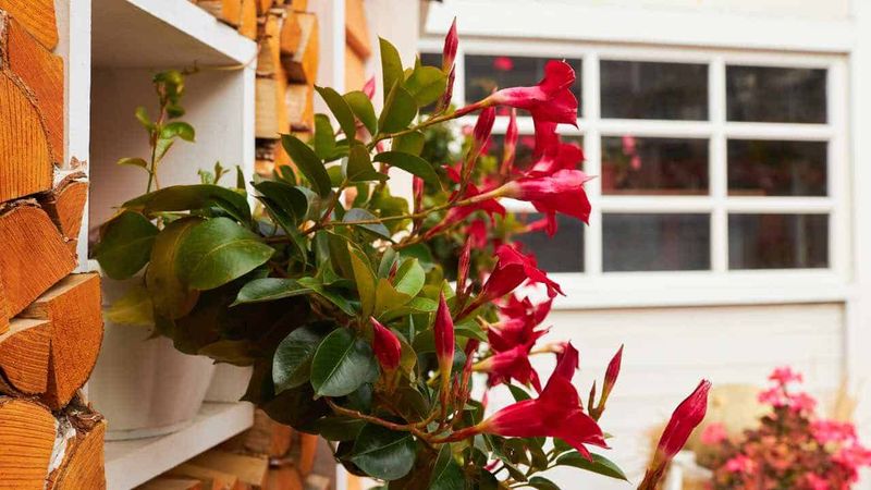 Keep Mandevilla Away From Drafty Spots