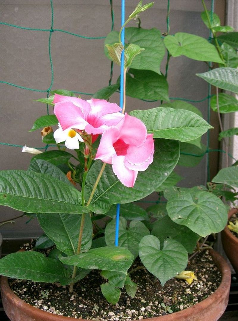 Keep Mandevilla Growing In A Bright Sunny Room
