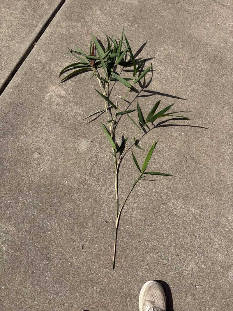 Keep Monitoring After Removal To Catch New Plants