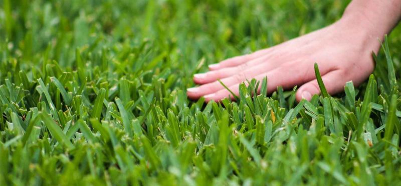 Keep More Leaf For Better Fall Recovery