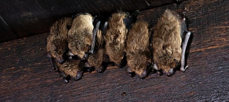 Keep Mothers And Young Bats Together