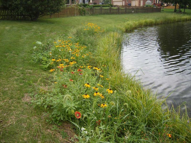 Keep Mowers Away From Damp Ditches And Waterside Edges Keep Mowers Away From Damp Ditches And Waterside Edges