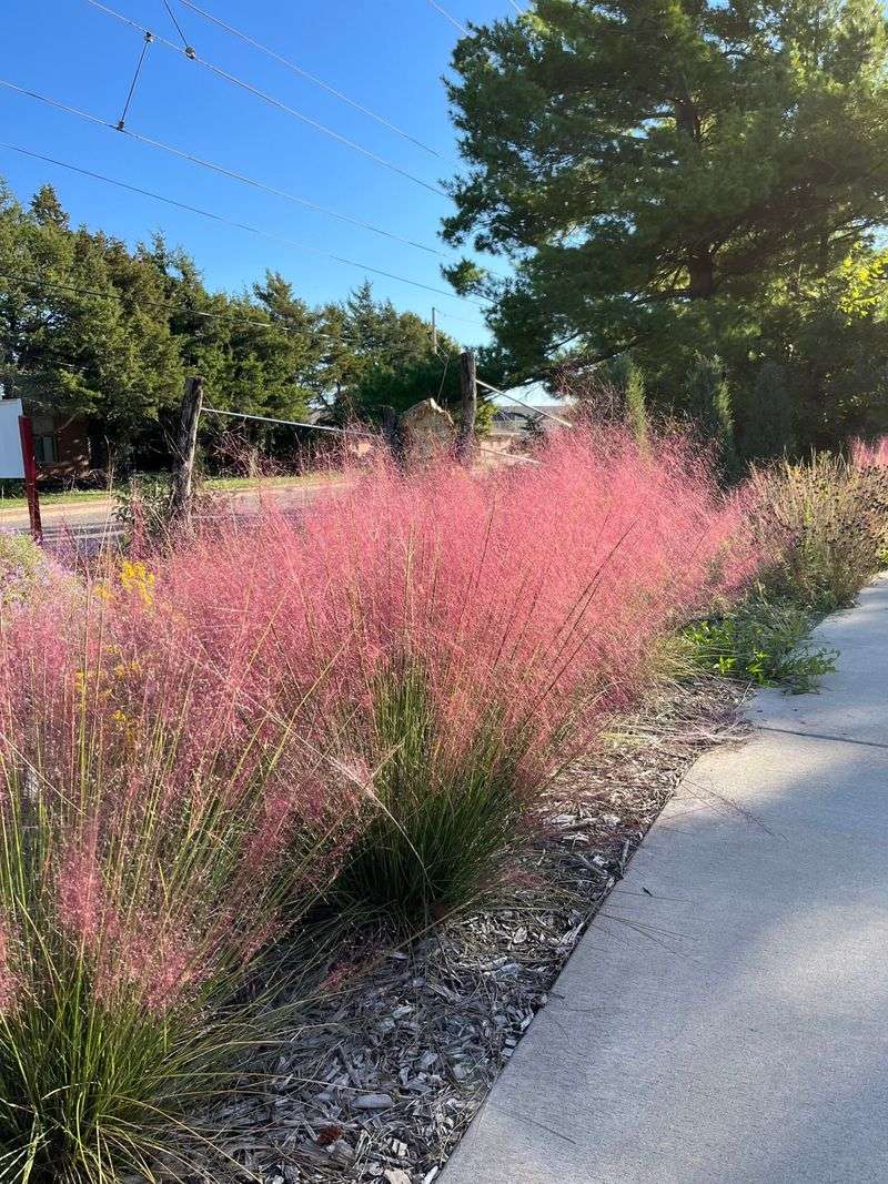 Keep Muhly Grass Looking Beautiful Through The Seasons Keep Muhly Grass Looking Beautiful Through The Seasons