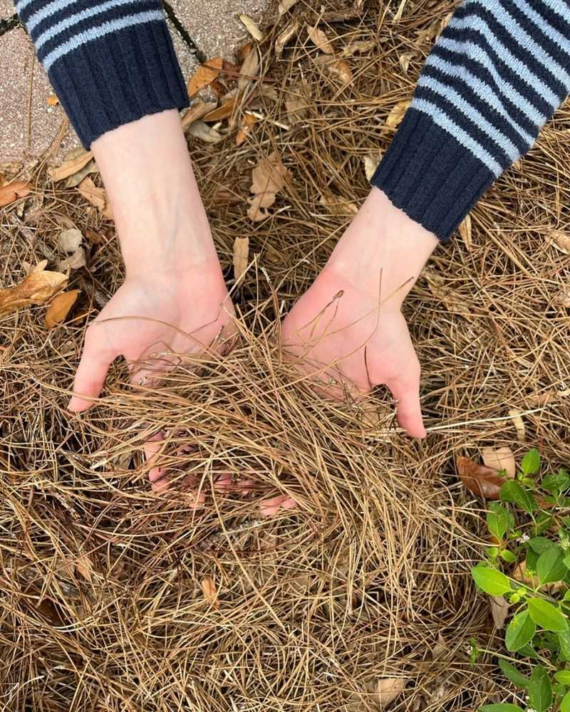 Keep Mulch Away From The Crowns