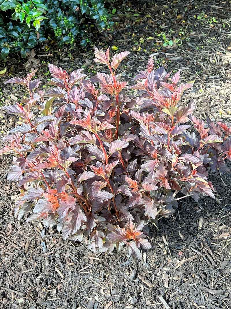 Keep Mulch Away From The Stem Base Keep Mulch Away From The Stem Base
