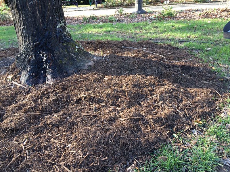 Keep Mulch From Burying The Root Flare All Over Again Keep Mulch From Burying The Root Flare All Over Again