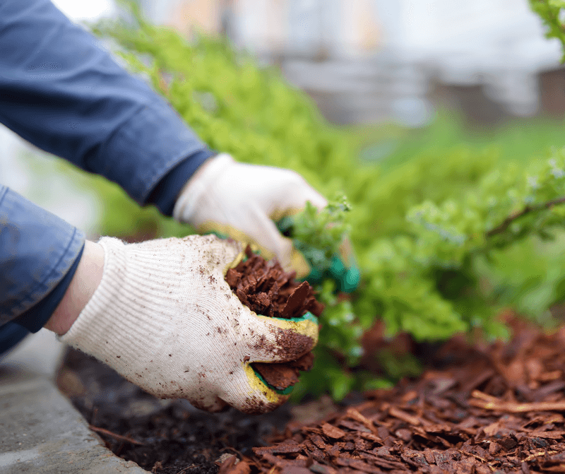 Keep Mulched Areas Open And Maintained