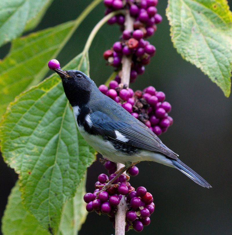 Keep Natural Food Sources In The Yard Keep Natural Food Sources In The Yard