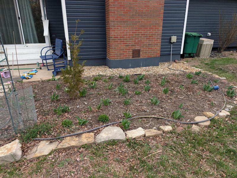 Keep New Bulb Plantings Away From Natural Areas