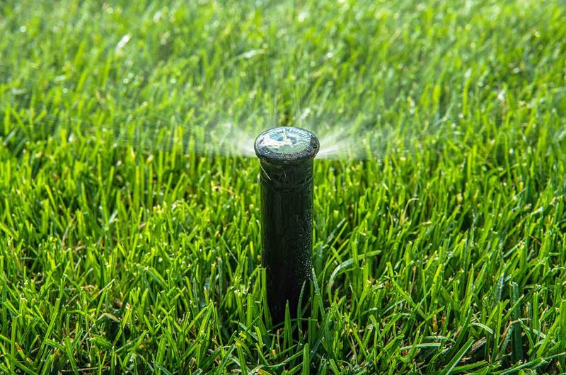 Keep New Fescue Moist While It Takes Root Keep New Fescue Moist While It Takes Root