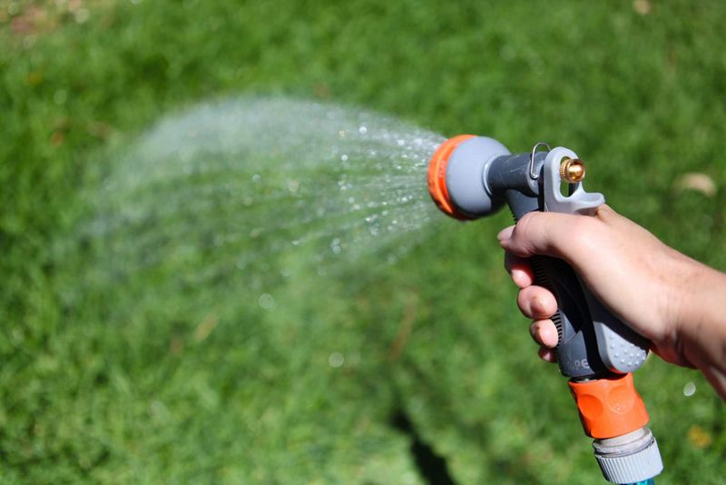 Keep New Plugs Watered As They Establish Roots Keep New Plugs Watered As They Establish Roots