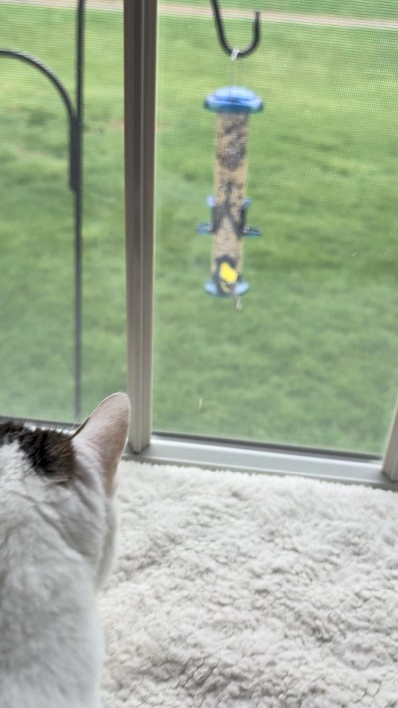Keep Outdoor Cats Away From Feeders Keep Outdoor Cats Away From Feeders