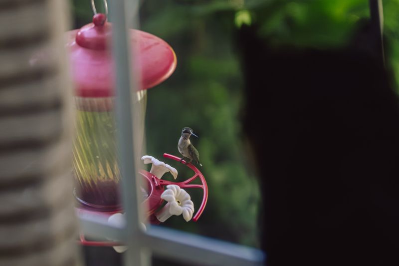 Keep Outdoor Cats Away From Feeders