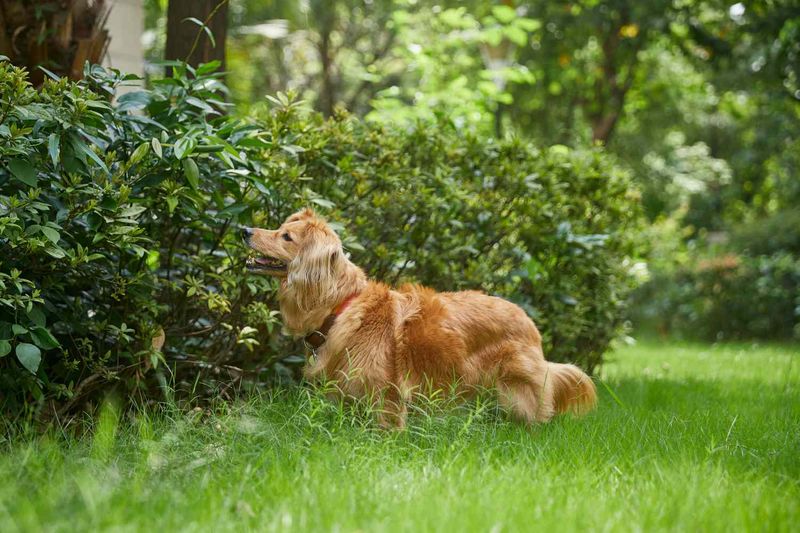 Keep Pet Resting Areas Clear Of Brush And Leaf Buildup