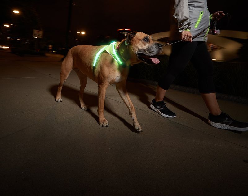 Keep Pets Away From Coyotes At Night