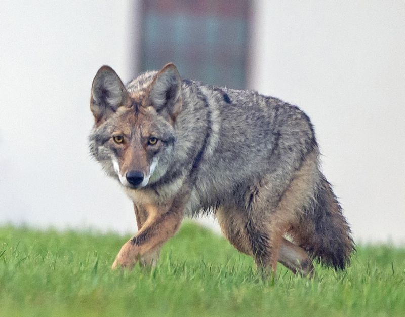 Keep Pets Close When Coyotes Are Active Nearby Keep Pets Close When Coyotes Are Active Nearby