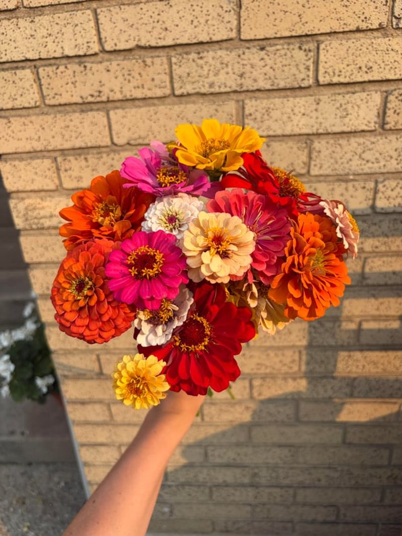 Keep Picking Blooms To Keep Them Coming Keep Picking Blooms To Keep Them Coming