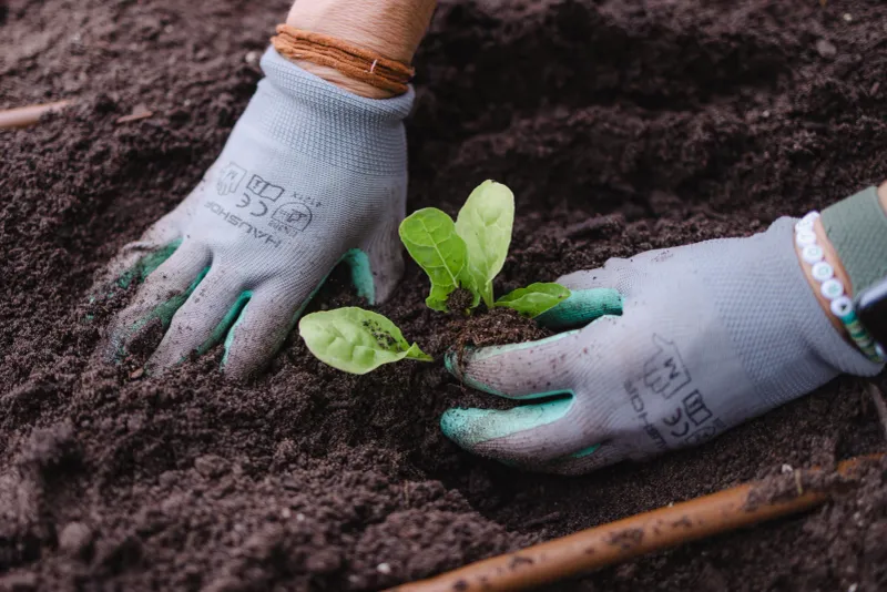 Keep Plants Healthy Without Overfeeding