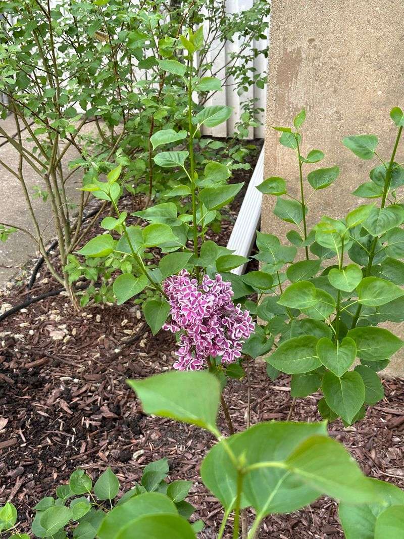 Keep Pruners Away From Lilacs Until After They Bloom Keep Pruners Away From Lilacs Until After They Bloom