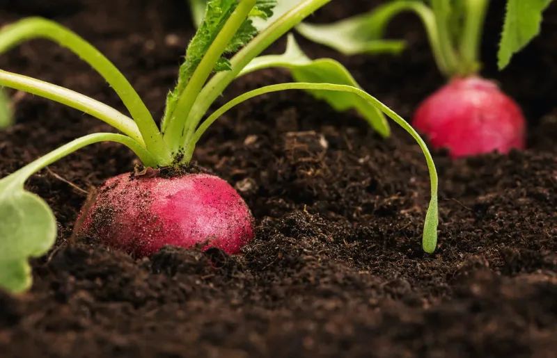 Keep Radishes Growing Fast With Steady Moisture Keep Radishes Growing Fast With Steady Moisture