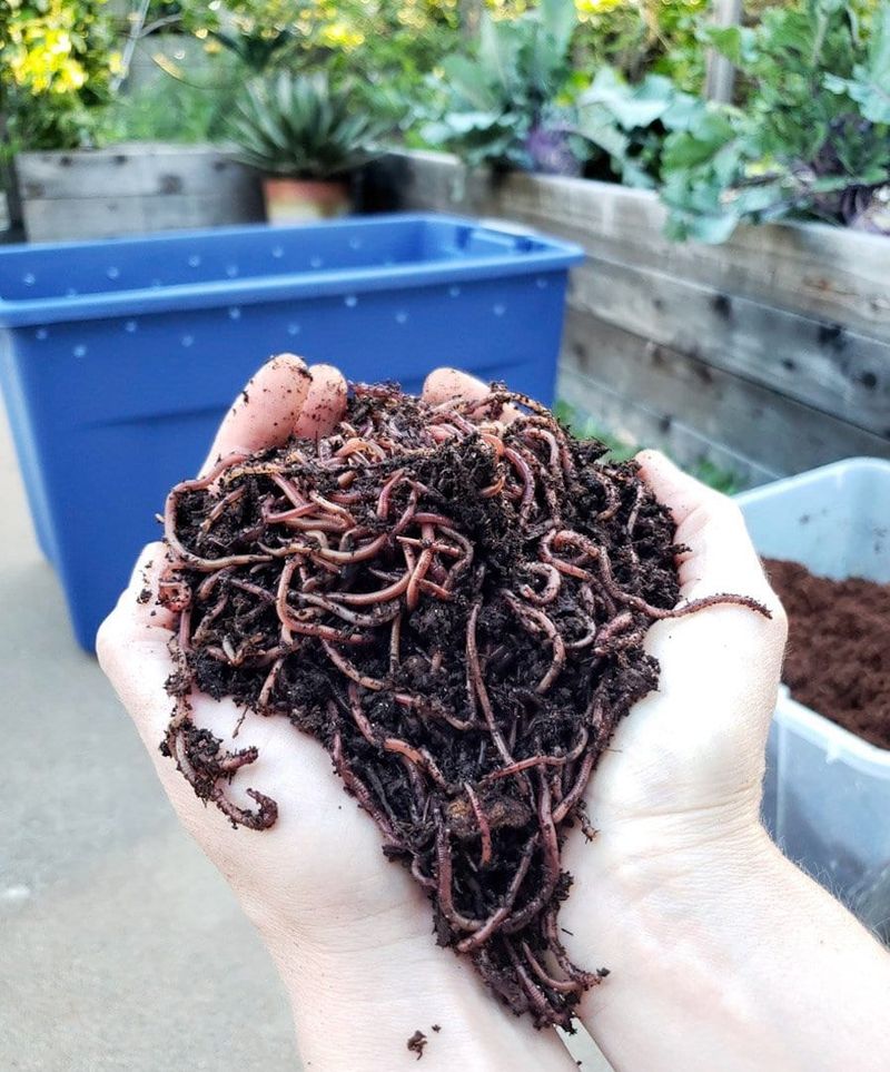Keep Red Wigglers in a Managed Bin