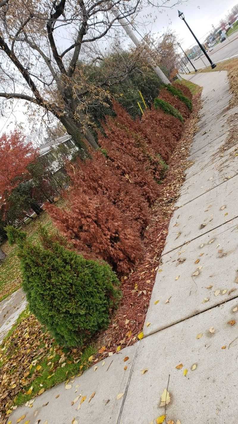 Keep Road And Sidewalk Salt Away Keep Road And Sidewalk Salt Away