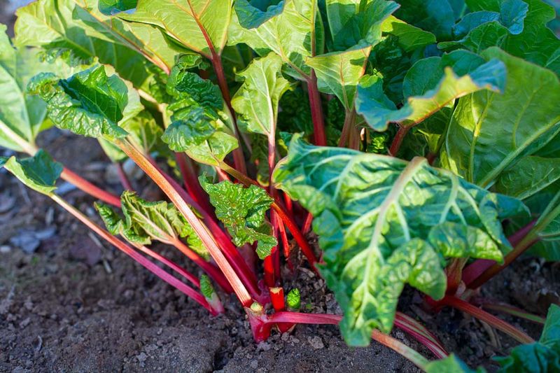 Keep Roots Watered Through Early Fall Keep Roots Watered Through Early Fall