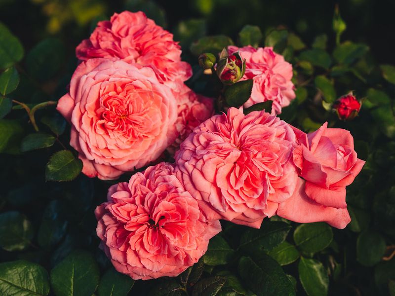 Keep Roses Fed Through Their Fall Blooming Stretch