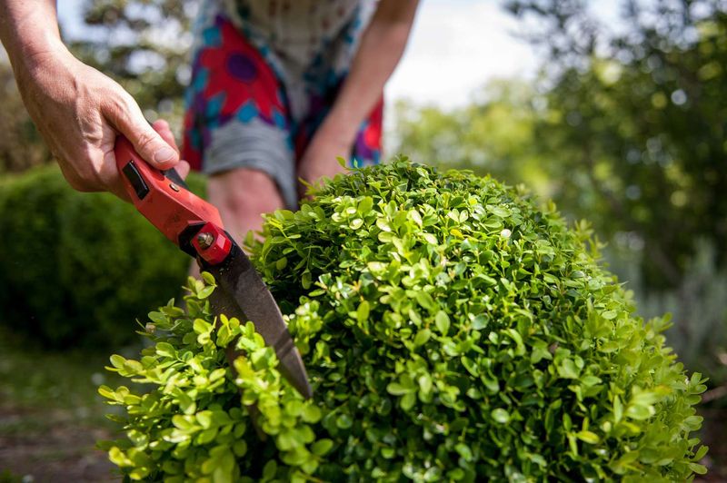 Keep September Boxwood Trimming Light In Ohio Keep September Boxwood Trimming Light In Ohio