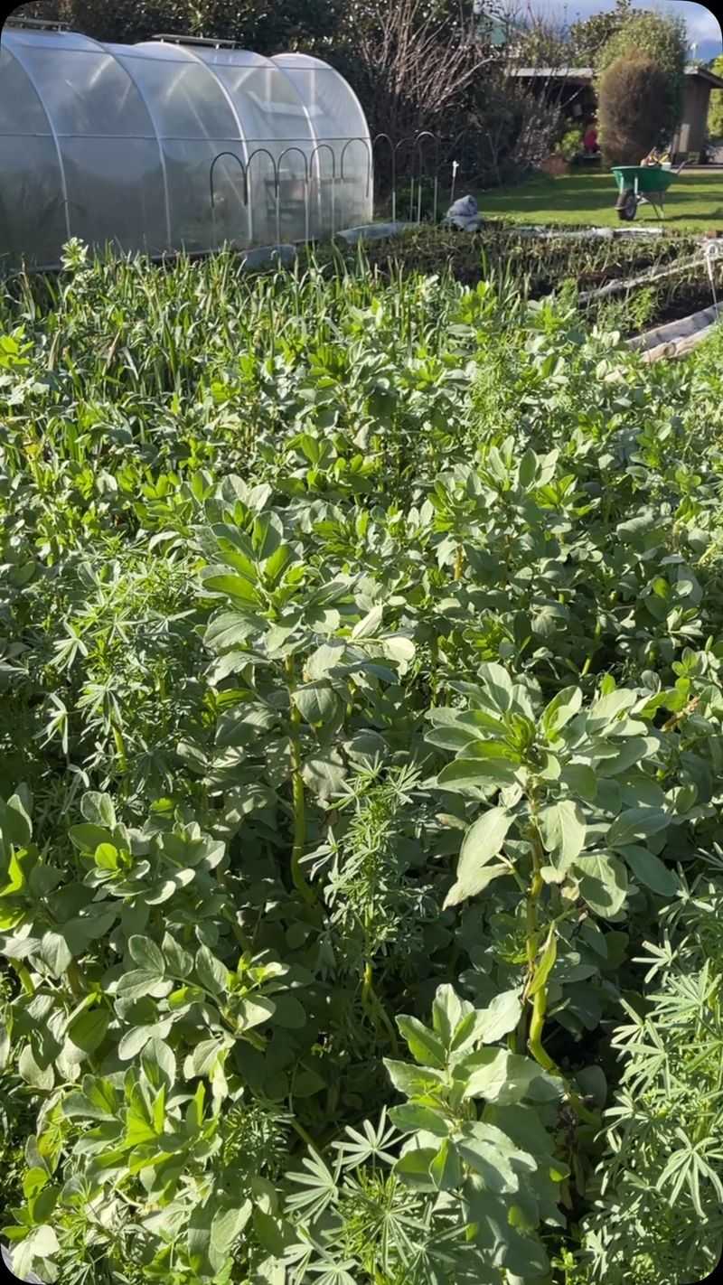Keep Soil Covered Over Winter