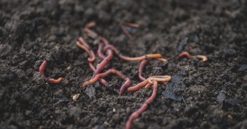 Keep Soil Microbes Thriving Through The Wet Months Keep Soil Microbes Thriving Through The Wet Months