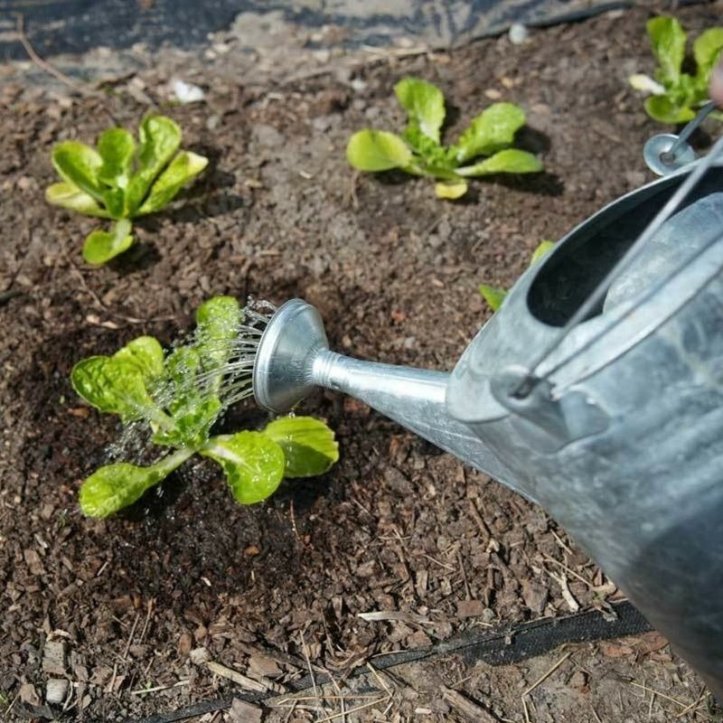 Keep Soil Moist But Not Saturated Keep Soil Moist But Not Saturated